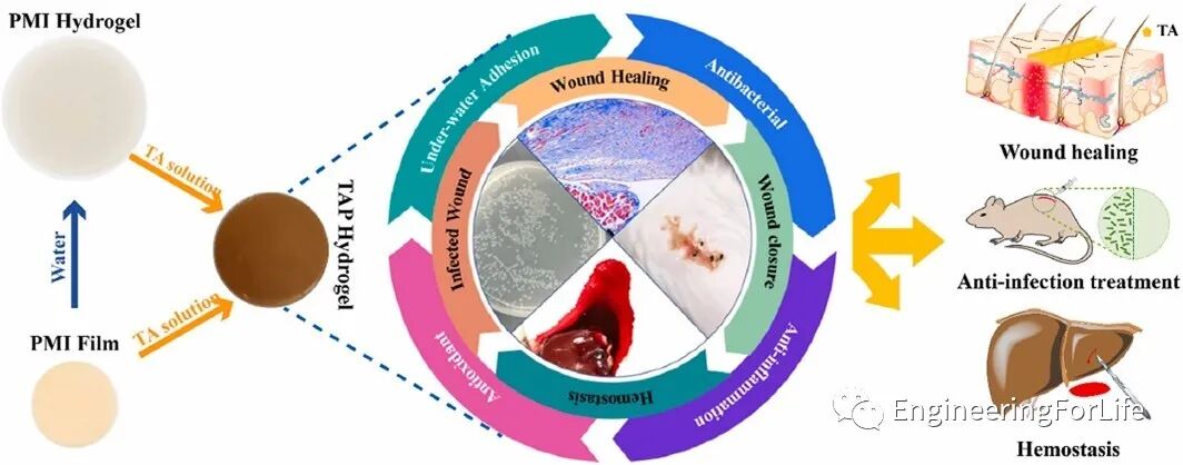 抗菌水凝胶怎么操作且看水凝胶如何“多点开花”整治糖尿病伤口_https://www.jmylbn.com_新闻资讯_第5张