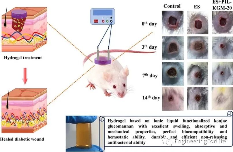 抗菌水凝胶怎么操作且看水凝胶如何“多点开花”整治糖尿病伤口_https://www.jmylbn.com_新闻资讯_第11张