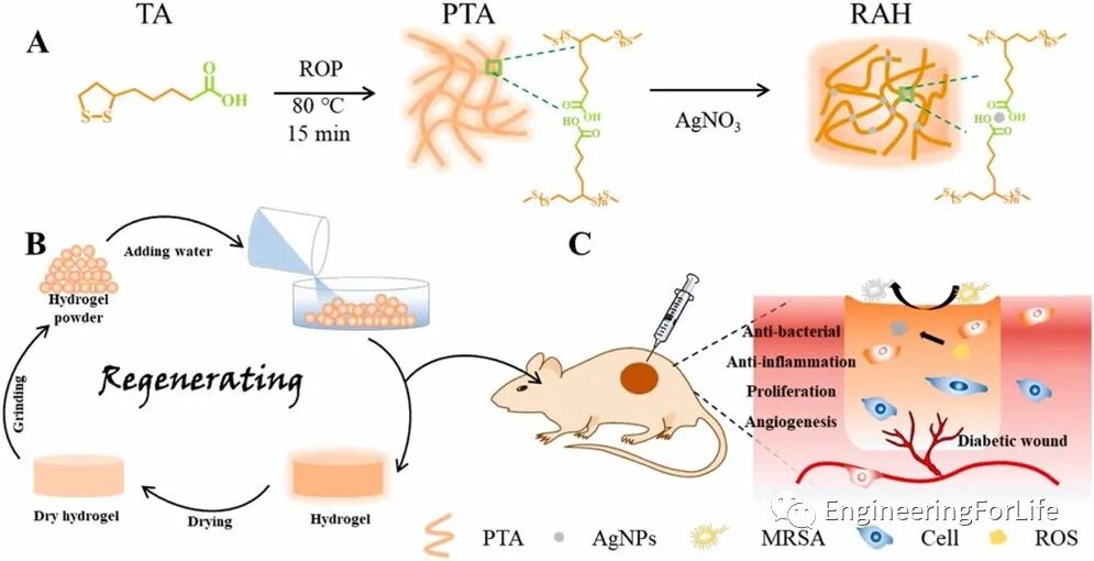 抗菌水凝胶怎么操作且看水凝胶如何“多点开花”整治糖尿病伤口_https://www.jmylbn.com_新闻资讯_第2张