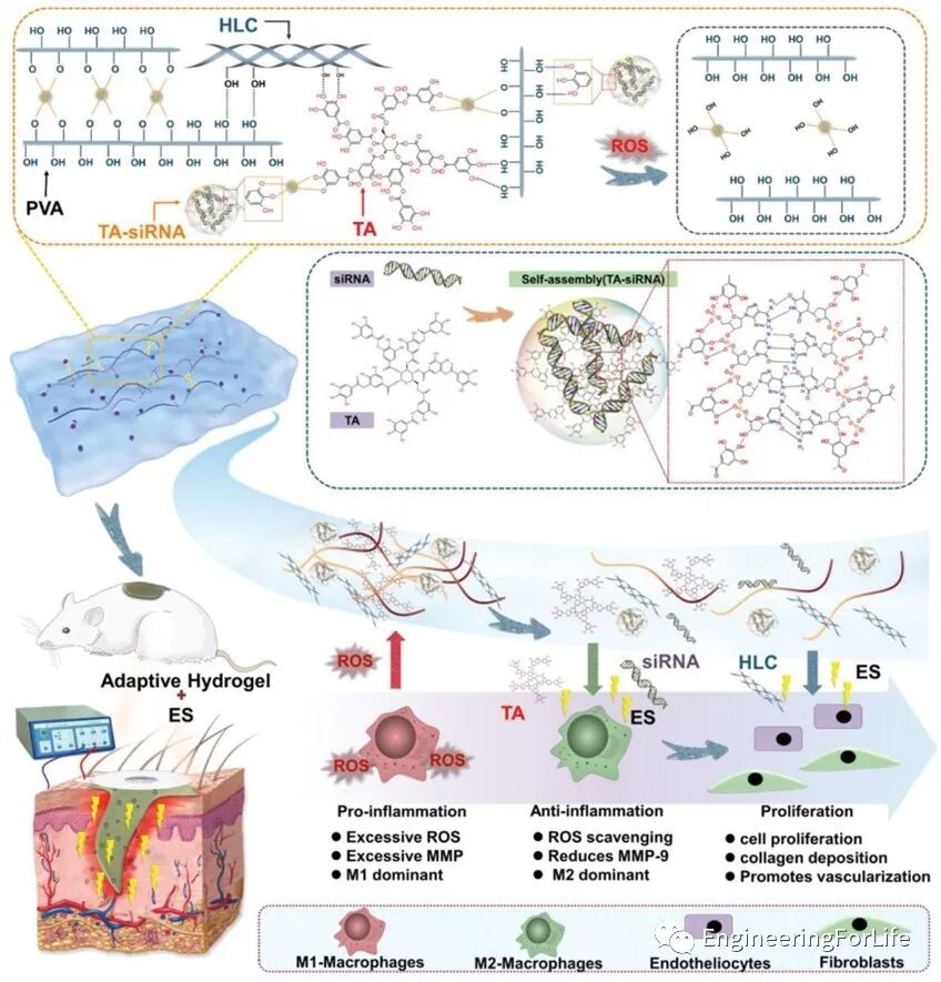 抗菌水凝胶怎么操作且看水凝胶如何“多点开花”整治糖尿病伤口_https://www.jmylbn.com_新闻资讯_第10张