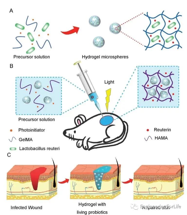 明胶在血管怎么降解【专题集锦】组织粘附与伤口敷料（20221002更新）_https://www.jmylbn.com_新闻资讯_第68张