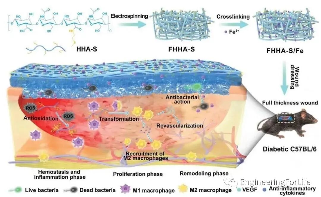 明胶在血管怎么降解【专题集锦】组织粘附与伤口敷料（20221002更新）_https://www.jmylbn.com_新闻资讯_第8张