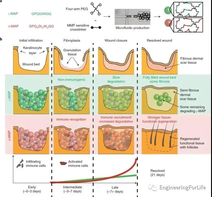 明胶在血管怎么降解【专题集锦】组织粘附与伤口敷料（20221002更新）_https://www.jmylbn.com_新闻资讯_第18张