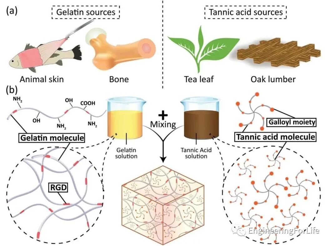 明胶在血管怎么降解【专题集锦】组织粘附与伤口敷料（20221002更新）_https://www.jmylbn.com_新闻资讯_第48张