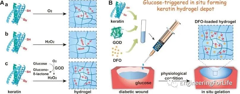 明胶在血管怎么降解【专题集锦】组织粘附与伤口敷料（20221002更新）_https://www.jmylbn.com_新闻资讯_第2张