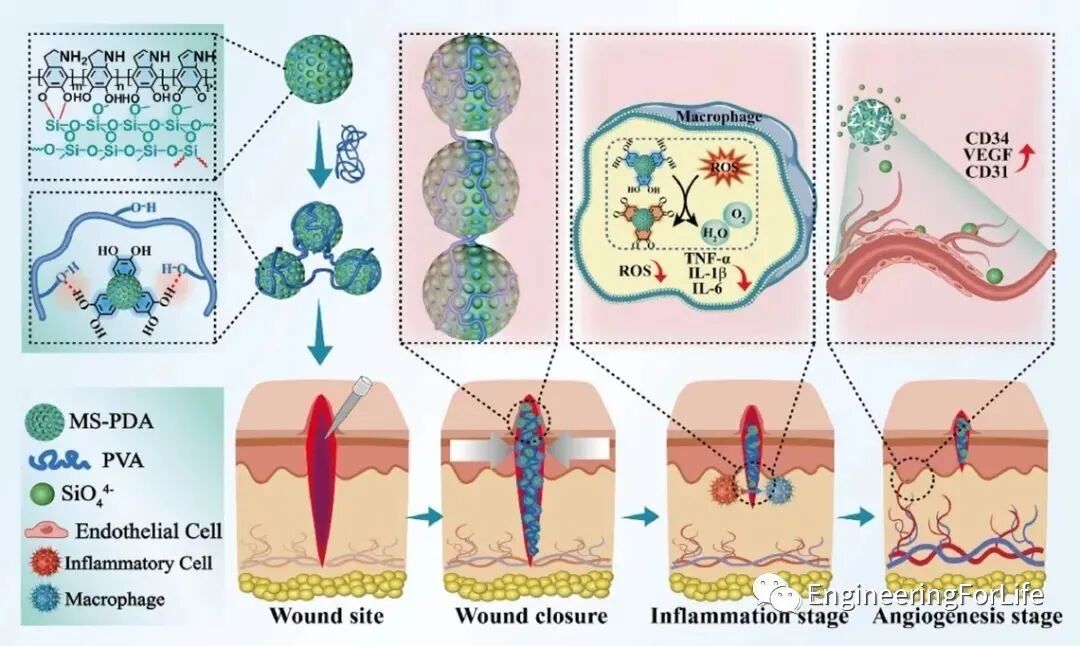 明胶在血管怎么降解【专题集锦】组织粘附与伤口敷料（20221002更新）_https://www.jmylbn.com_新闻资讯_第92张