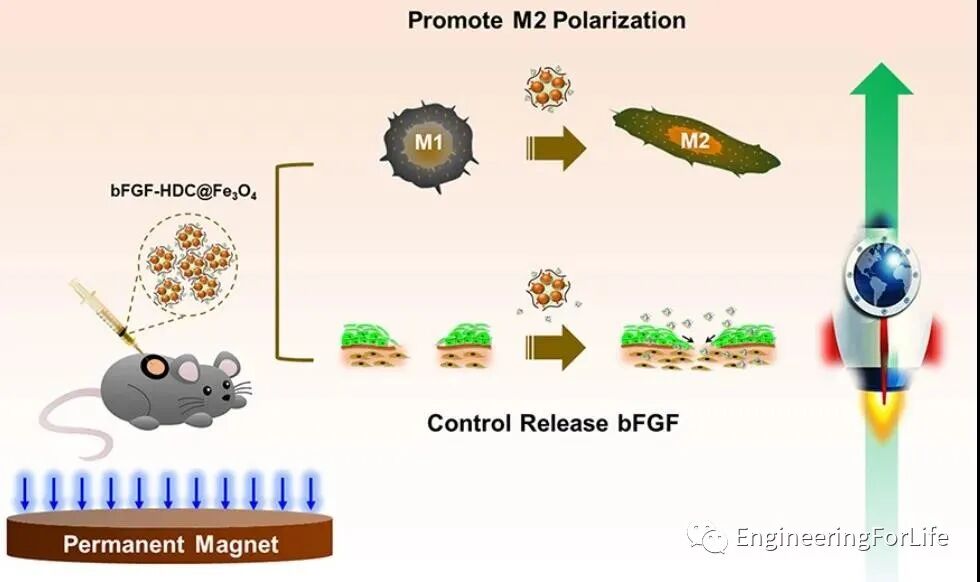 明胶在血管怎么降解【专题集锦】组织粘附与伤口敷料（20221002更新）_https://www.jmylbn.com_新闻资讯_第20张