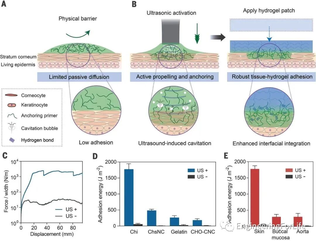明胶在血管怎么降解【专题集锦】组织粘附与伤口敷料（20221002更新）_https://www.jmylbn.com_新闻资讯_第82张