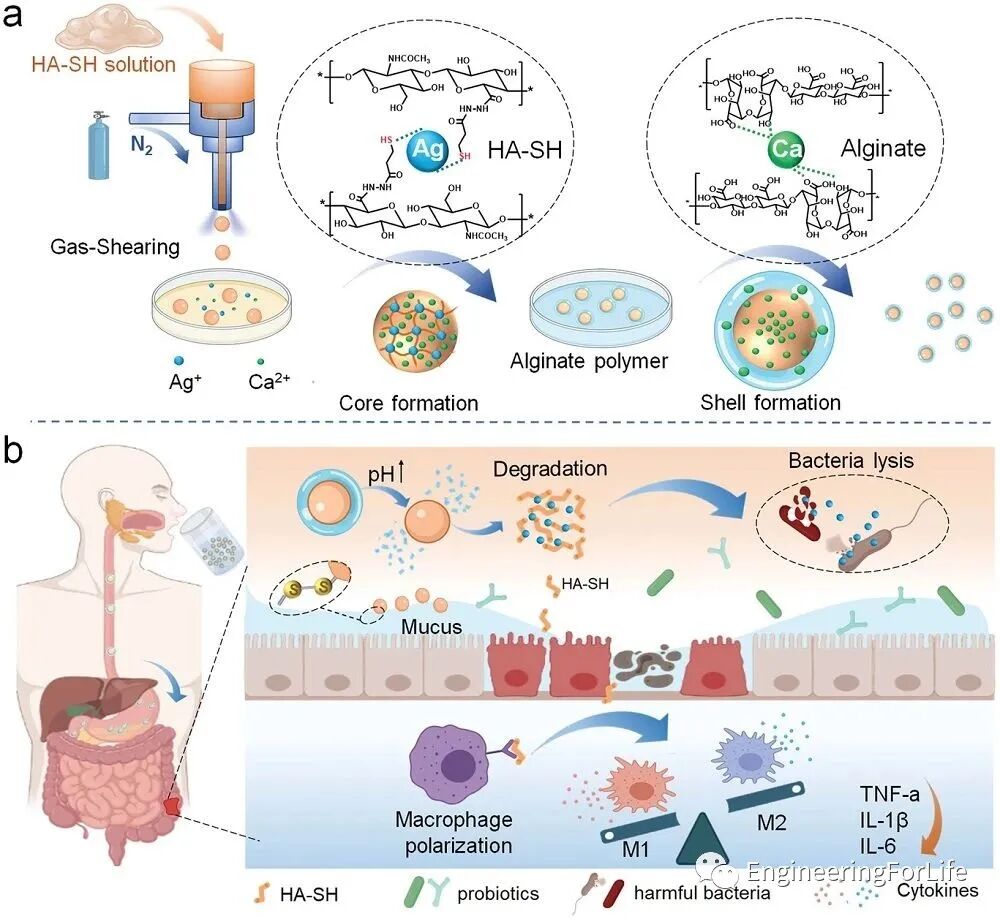 明胶在血管怎么降解【专题集锦】组织粘附与伤口敷料（20221002更新）_https://www.jmylbn.com_新闻资讯_第50张