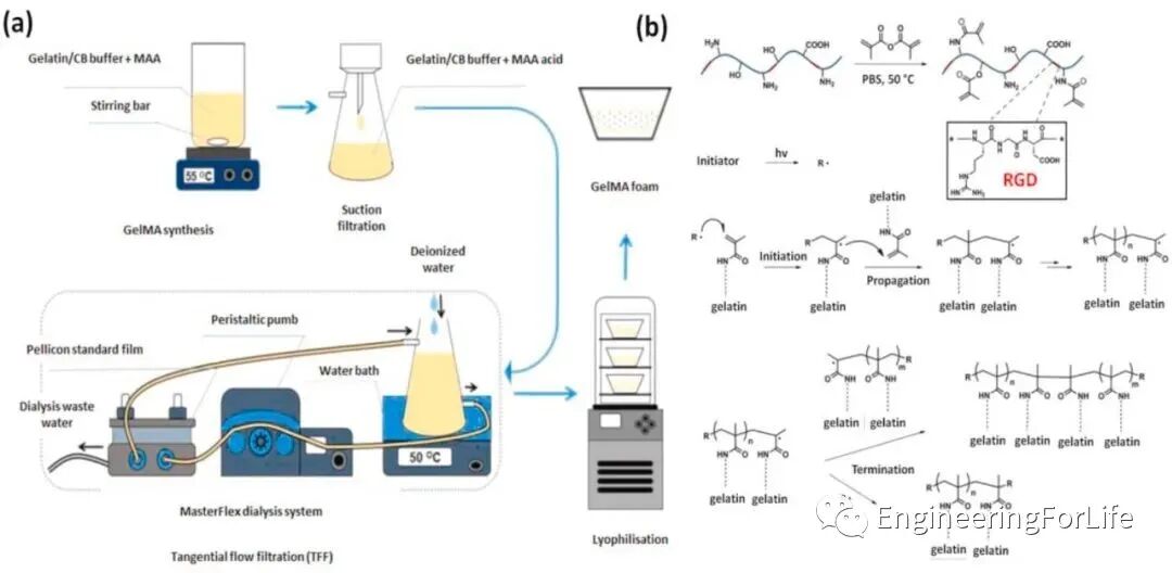 明胶在血管怎么降解【专题集锦】组织粘附与伤口敷料（20221002更新）_https://www.jmylbn.com_新闻资讯_第76张