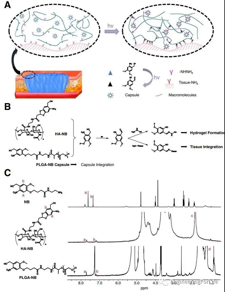 明胶在血管怎么降解【专题集锦】组织粘附与伤口敷料（20221002更新）_https://www.jmylbn.com_新闻资讯_第6张