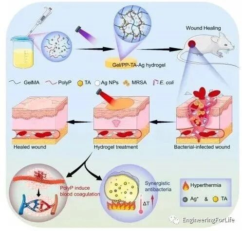 明胶在血管怎么降解【专题集锦】组织粘附与伤口敷料（20221002更新）_https://www.jmylbn.com_新闻资讯_第54张