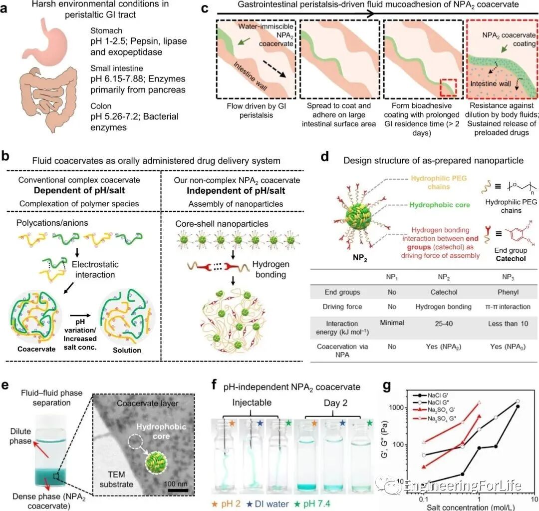 明胶在血管怎么降解【专题集锦】组织粘附与伤口敷料（20221002更新）_https://www.jmylbn.com_新闻资讯_第78张