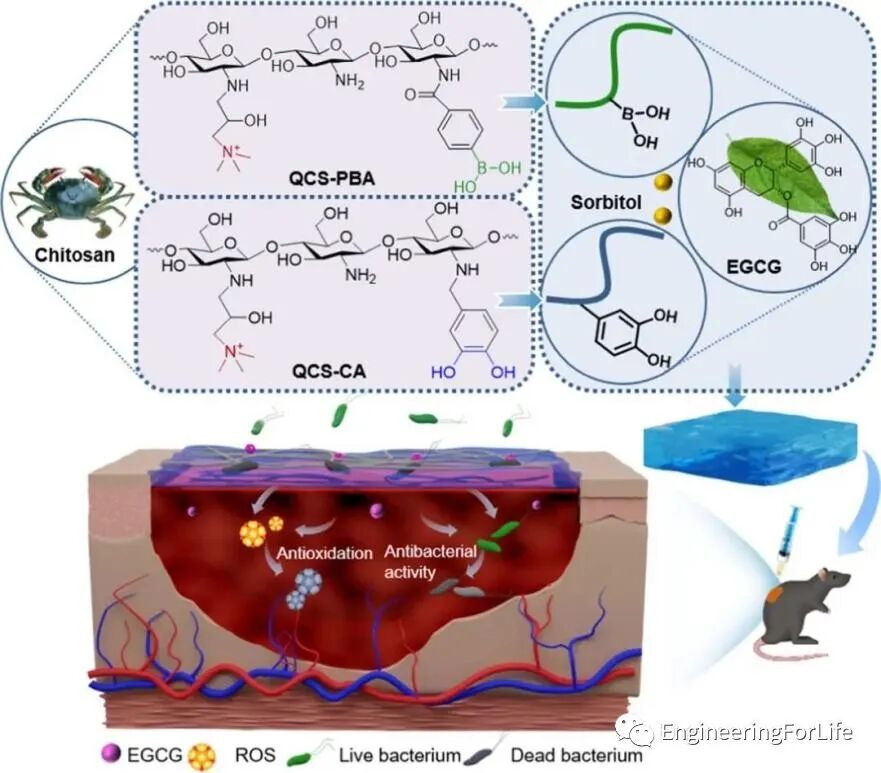 明胶在血管怎么降解【专题集锦】组织粘附与伤口敷料（20221002更新）_https://www.jmylbn.com_新闻资讯_第94张