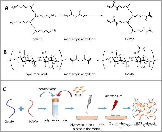 明胶在血管怎么降解【专题集锦】组织粘附与伤口敷料（20221002更新）_https://www.jmylbn.com_新闻资讯_第44张
