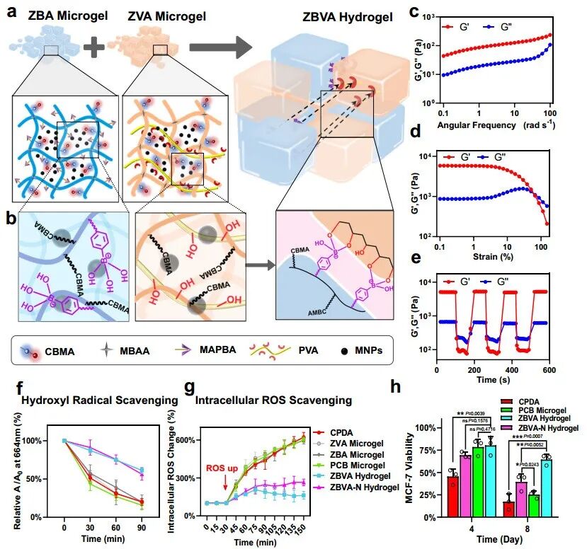 水凝胶怎么保存《Nat. Comm.》：微凝胶，延长全血近无损保存达7天!_https://www.jmylbn.com_新闻资讯_第4张