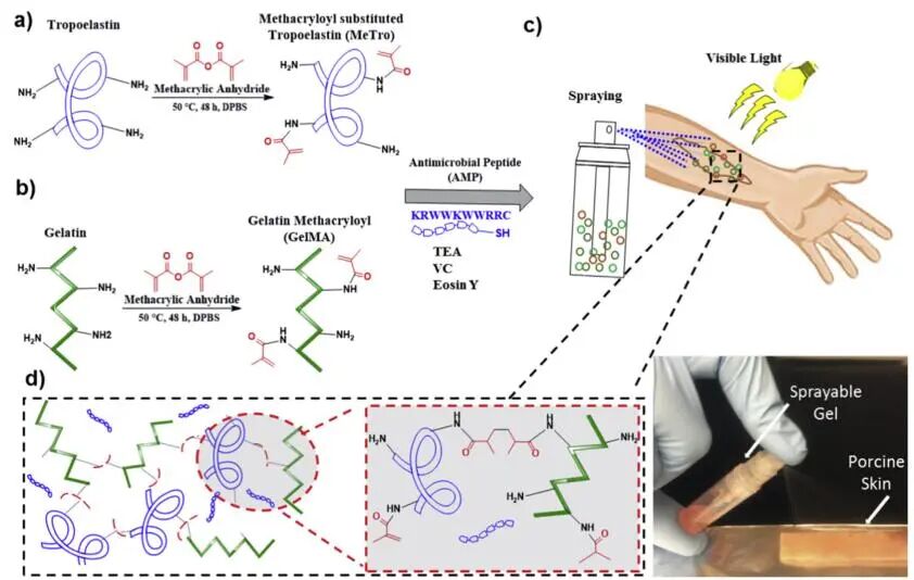 创面修复抗菌敷料怎么用创面修复中GelMA的应用_https://www.jmylbn.com_新闻资讯_第2张