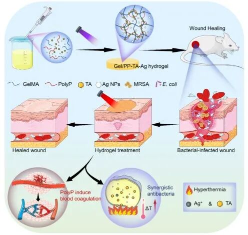 创面修复抗菌敷料怎么用创面修复中GelMA的应用_https://www.jmylbn.com_新闻资讯_第22张