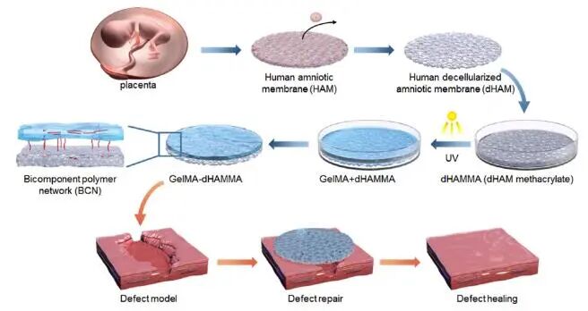 创面修复抗菌敷料怎么用创面修复中GelMA的应用_https://www.jmylbn.com_新闻资讯_第9张