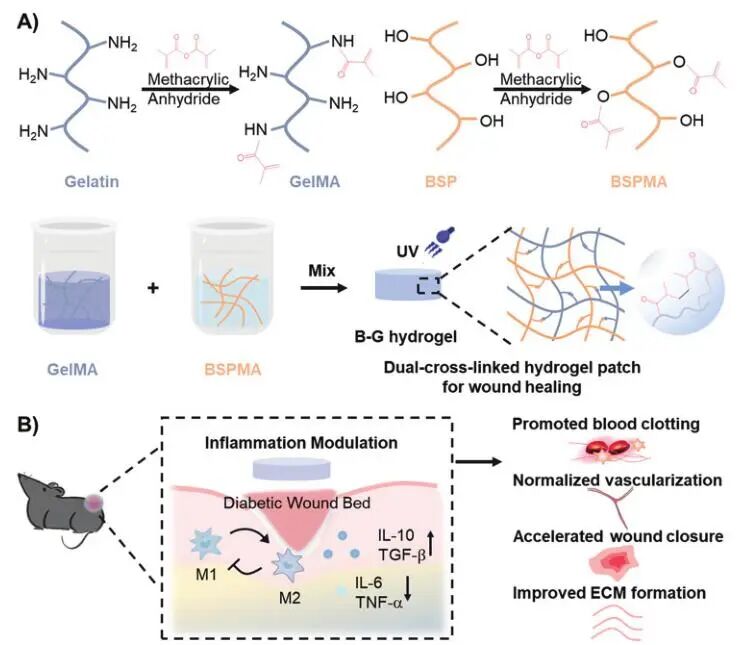 创面修复抗菌敷料怎么用创面修复中GelMA的应用_https://www.jmylbn.com_新闻资讯_第18张