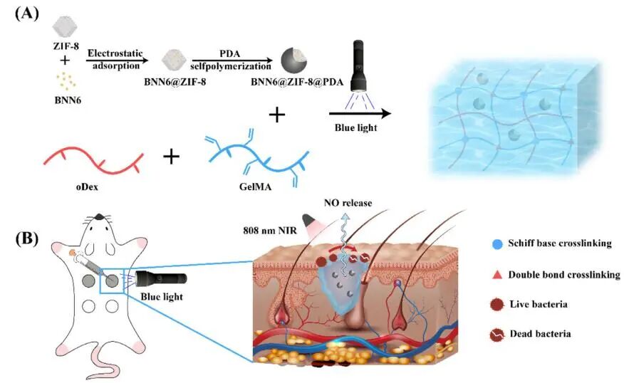 创面修复抗菌敷料怎么用创面修复中GelMA的应用_https://www.jmylbn.com_新闻资讯_第3张
