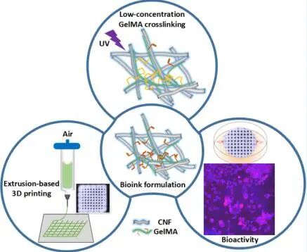 创面修复抗菌敷料怎么用创面修复中GelMA的应用_https://www.jmylbn.com_新闻资讯_第16张