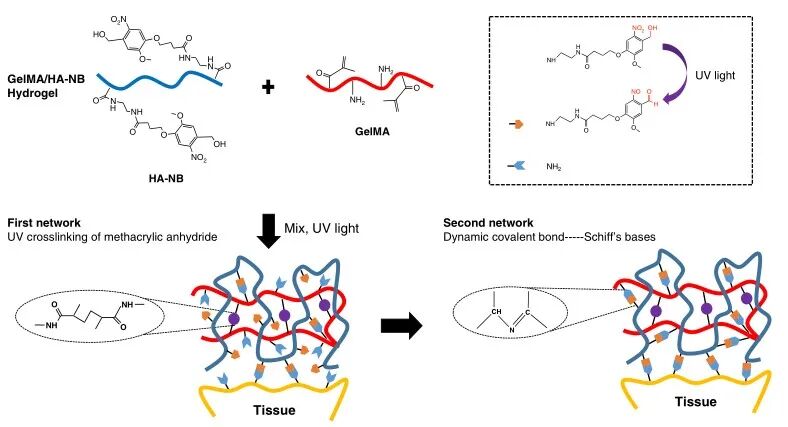 创面修复抗菌敷料怎么用创面修复中GelMA的应用_https://www.jmylbn.com_新闻资讯_第20张