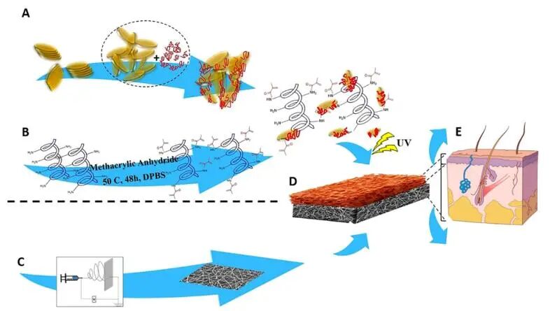 创面修复抗菌敷料怎么用创面修复中GelMA的应用_https://www.jmylbn.com_新闻资讯_第10张