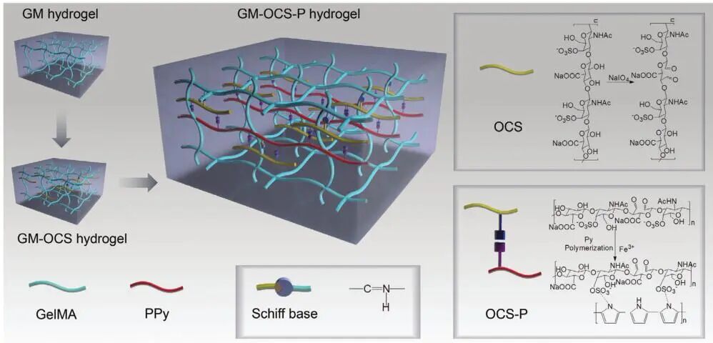 创面修复抗菌敷料怎么用创面修复中GelMA的应用_https://www.jmylbn.com_新闻资讯_第12张