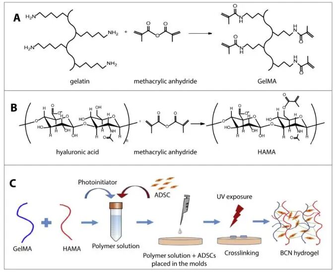 创面修复抗菌敷料怎么用创面修复中GelMA的应用_https://www.jmylbn.com_新闻资讯_第14张