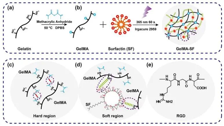 创面修复抗菌敷料怎么用创面修复中GelMA的应用_https://www.jmylbn.com_新闻资讯_第7张