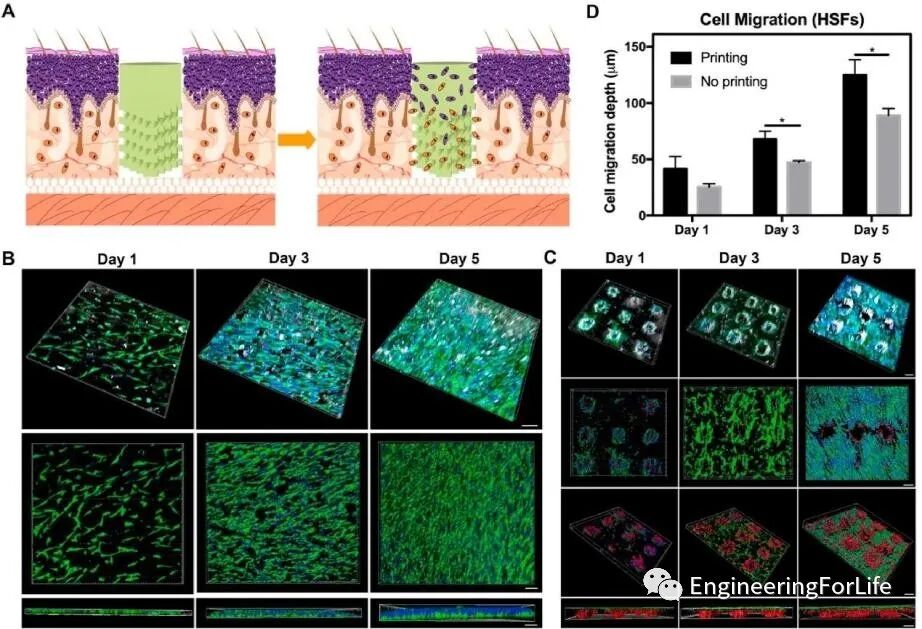 投影式光固化生物3D打印应用：血管与血管化的图12