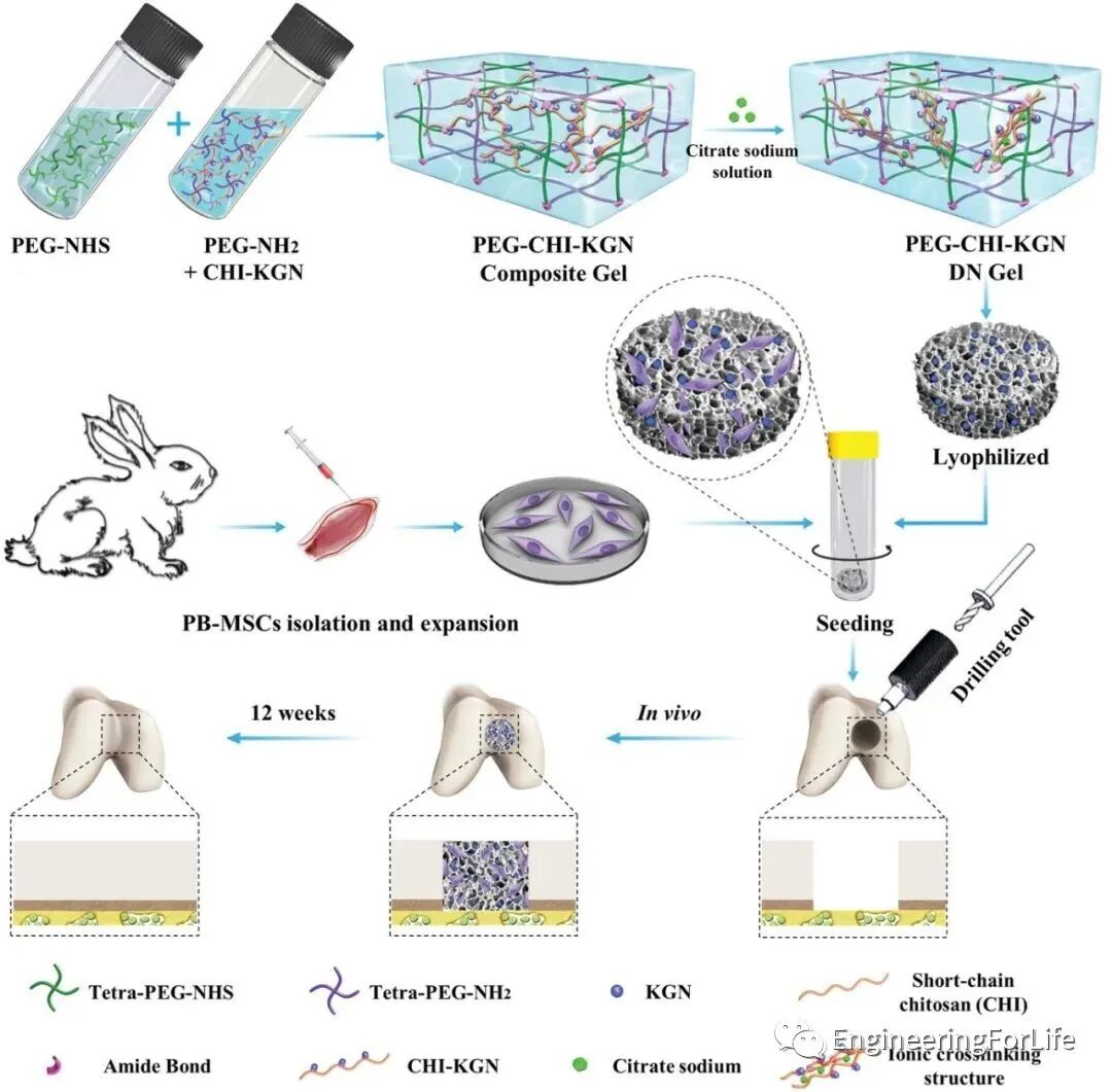 医用诱导骨基质是什么【专题集锦】软骨再生（20230111更新）_https://www.jmylbn.com_新闻资讯_第70张