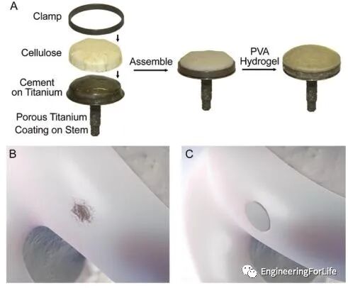 医用诱导骨基质是什么【专题集锦】软骨再生（20230111更新）_https://www.jmylbn.com_新闻资讯_第68张