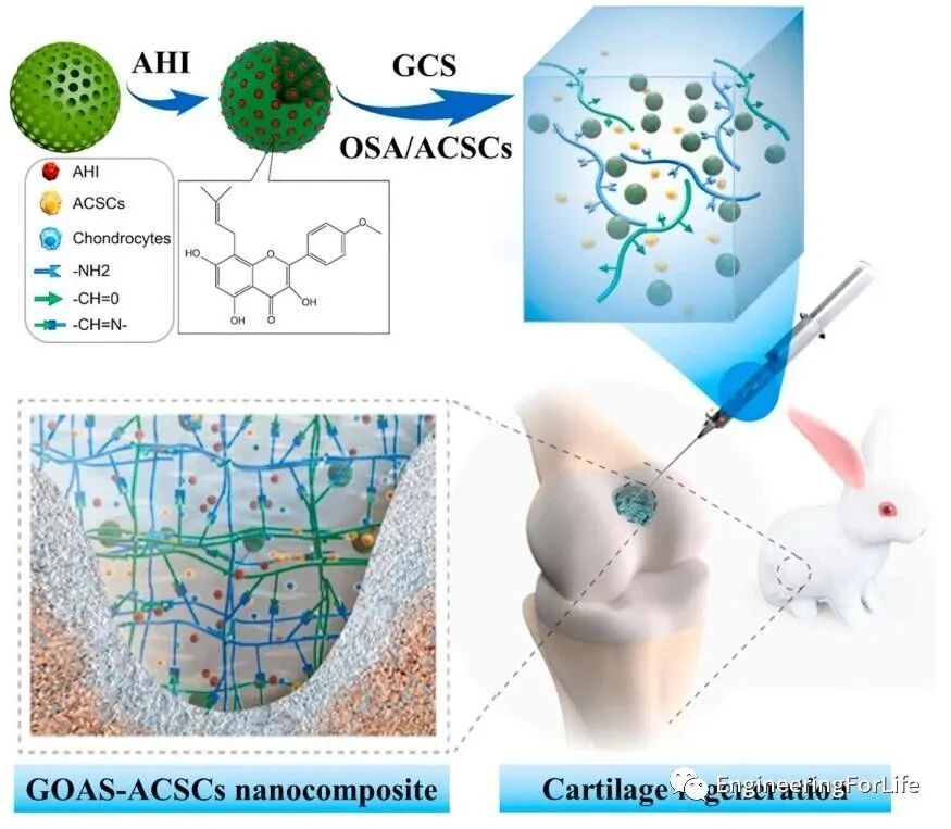 医用诱导骨基质是什么【专题集锦】软骨再生（20230111更新）_https://www.jmylbn.com_新闻资讯_第72张