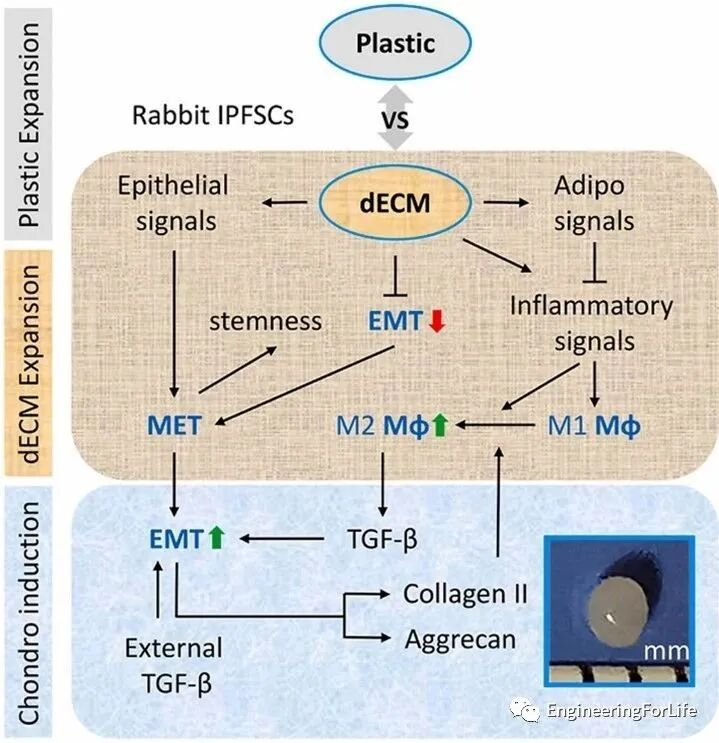 医用诱导骨基质是什么【专题集锦】软骨再生（20230111更新）_https://www.jmylbn.com_新闻资讯_第76张
