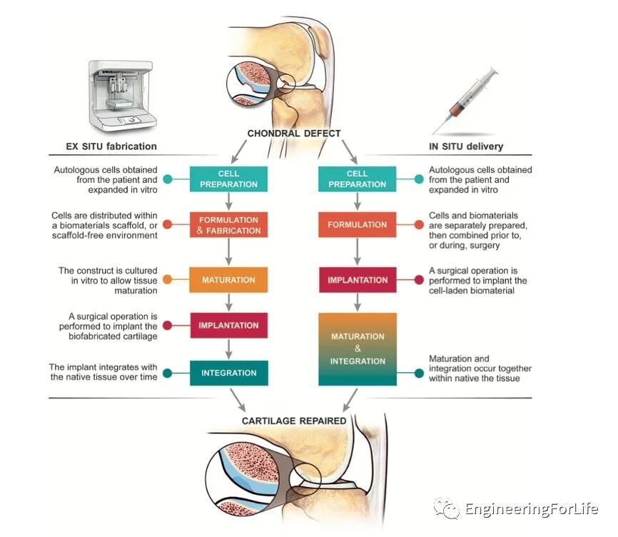 医用诱导骨基质是什么【专题集锦】软骨再生（20230111更新）_https://www.jmylbn.com_新闻资讯_第78张