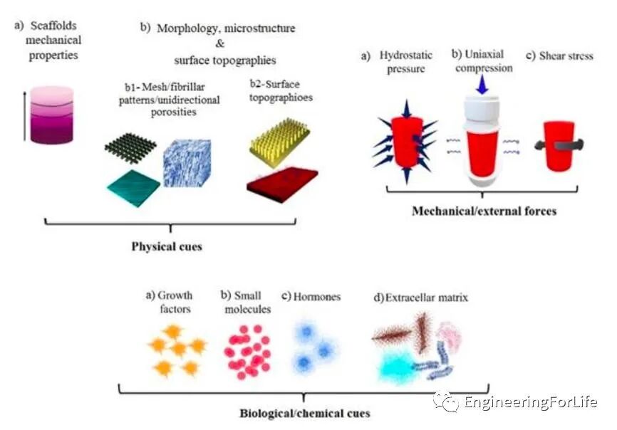 医用诱导骨基质是什么【专题集锦】软骨再生（20230111更新）_https://www.jmylbn.com_新闻资讯_第82张