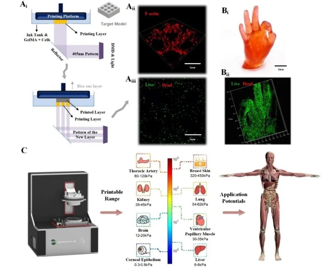 明胶在血管怎么降解【专题集锦】基于GelMA墨水的生物3D打印（20230110更新）_https://www.jmylbn.com_新闻资讯_第30张