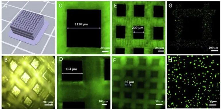 明胶在血管怎么降解【专题集锦】生物3D打印墨水设计及应用研究（20211124更新）_https://www.jmylbn.com_新闻资讯_第34张