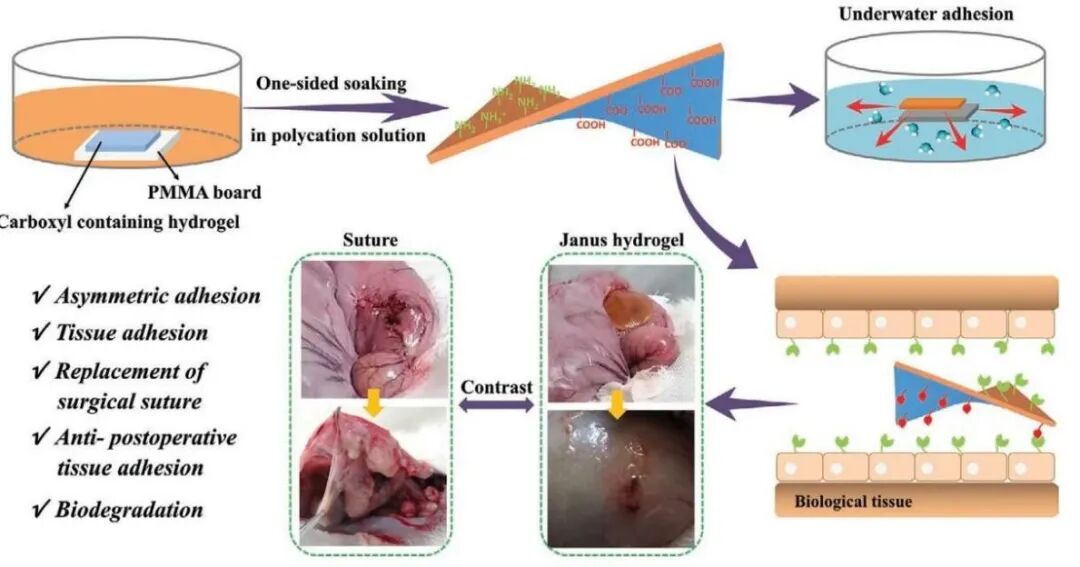 水凝胶伤口敷料怎么用【专题集锦】组织粘附与伤口敷料（20210803更新）_https://www.jmylbn.com_新闻资讯_第34张