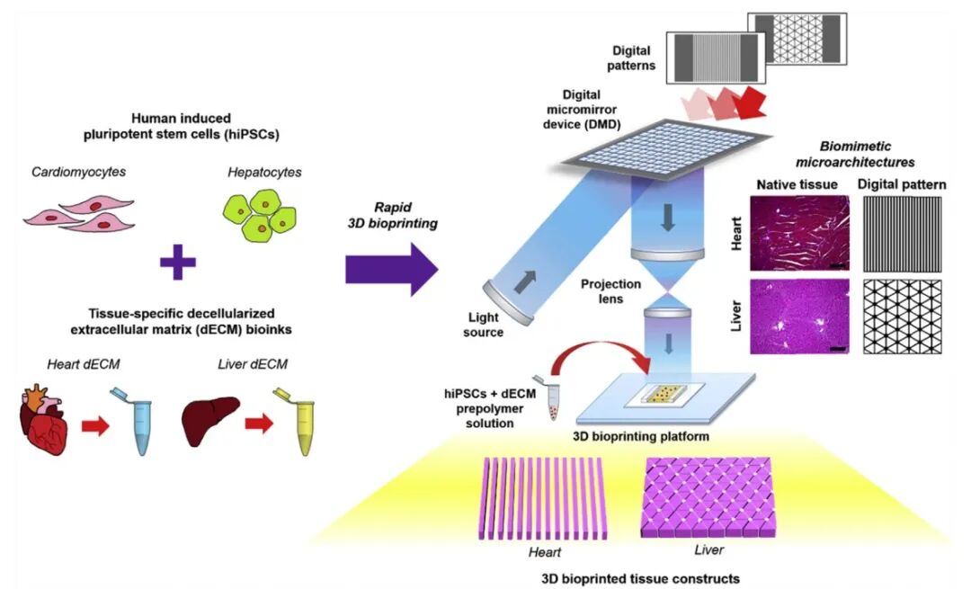 明胶在血管怎么降解【专题集锦】生物3D打印墨水设计及应用研究（20211124更新）_https://www.jmylbn.com_新闻资讯_第16张
