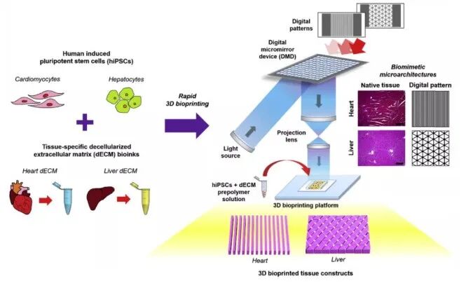 明胶在血管怎么降解【专题集锦】基于GelMA墨水的生物3D打印（20230110更新）_https://www.jmylbn.com_新闻资讯_第42张