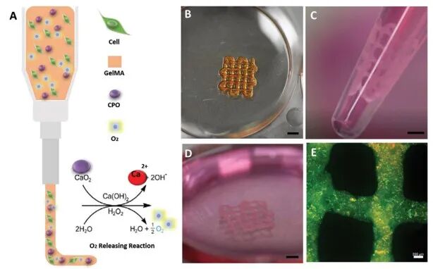 明胶在血管怎么降解【专题集锦】基于GelMA墨水的生物3D打印（20230110更新）_https://www.jmylbn.com_新闻资讯_第14张