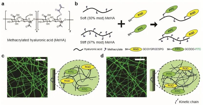 医用诱导骨基质是什么【专题集锦】软骨再生（20230111更新）_https://www.jmylbn.com_新闻资讯_第38张