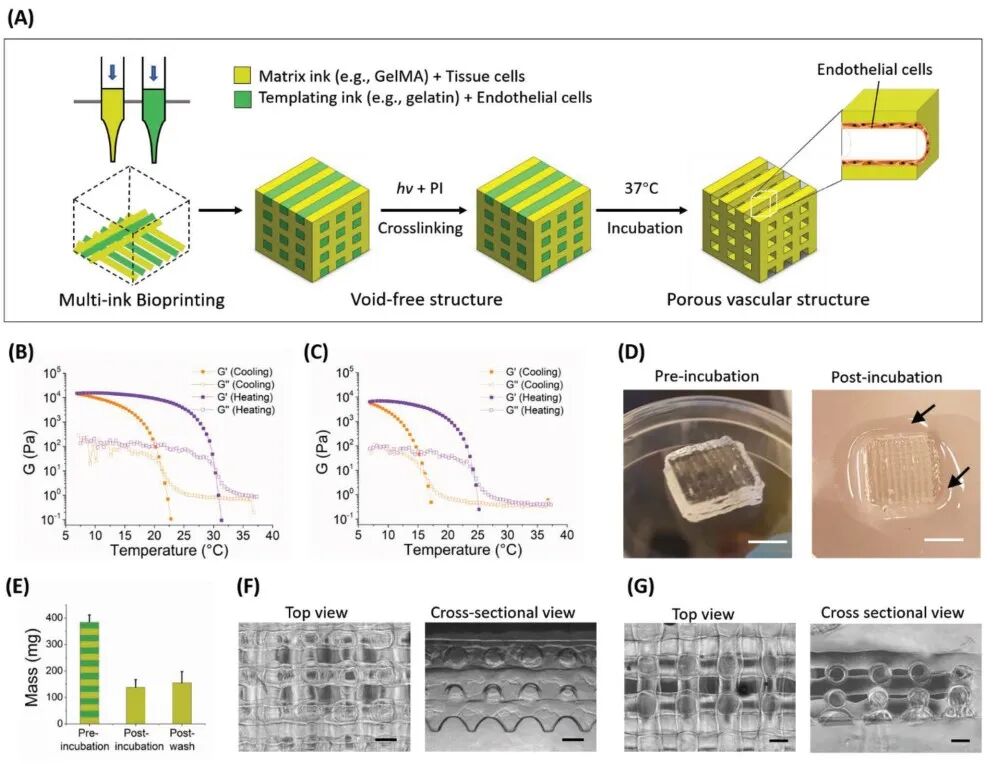 明胶在血管怎么降解【专题集锦】基于GelMA墨水的生物3D打印（20230110更新）_https://www.jmylbn.com_新闻资讯_第8张