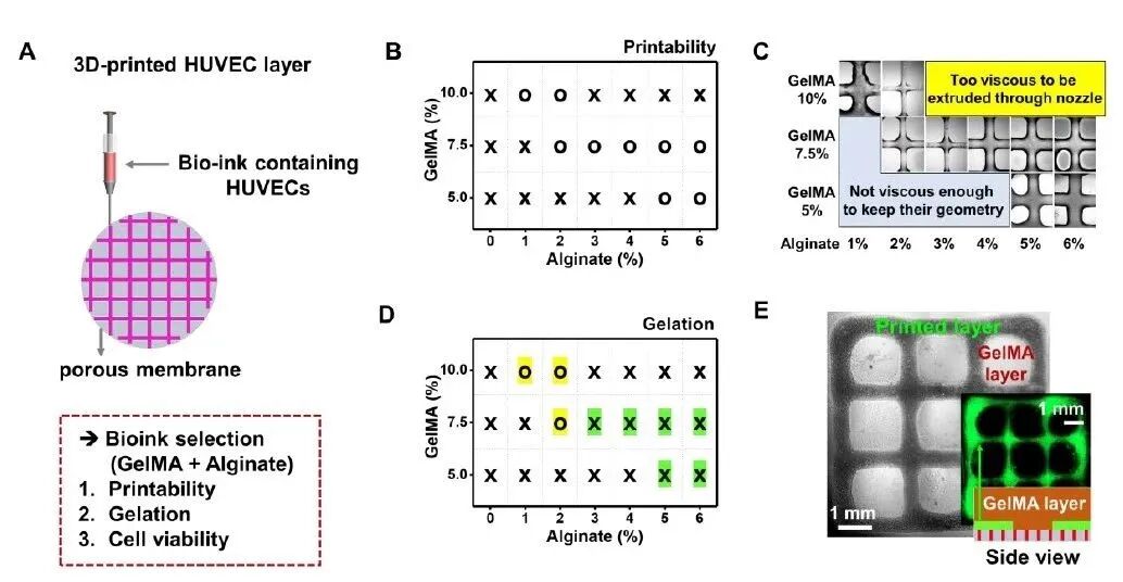 明胶在血管怎么降解【专题集锦】基于GelMA墨水的生物3D打印（20230110更新）_https://www.jmylbn.com_新闻资讯_第2张