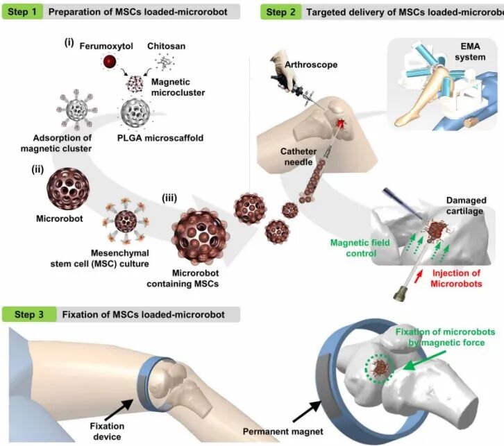 医用诱导骨基质是什么【专题集锦】软骨再生（20230111更新）_https://www.jmylbn.com_新闻资讯_第36张