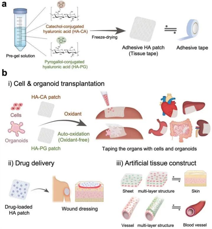 水凝胶伤口敷料怎么用【专题集锦】组织粘附与伤口敷料（20210803更新）_https://www.jmylbn.com_新闻资讯_第28张