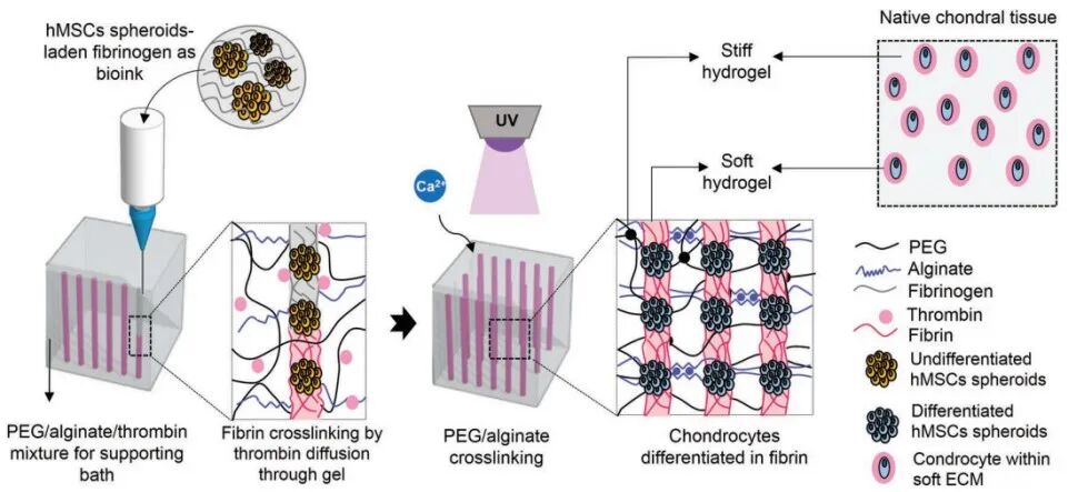 医用诱导骨基质是什么【专题集锦】软骨再生（20230111更新）_https://www.jmylbn.com_新闻资讯_第30张